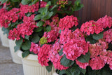 Hydrangea macrophylla Deep Purple [Sz:100 mm]