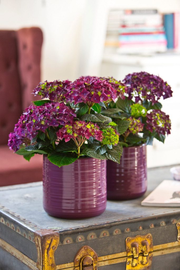 Hydrangea macrophylla Deep Purple [Sz:100 mm]