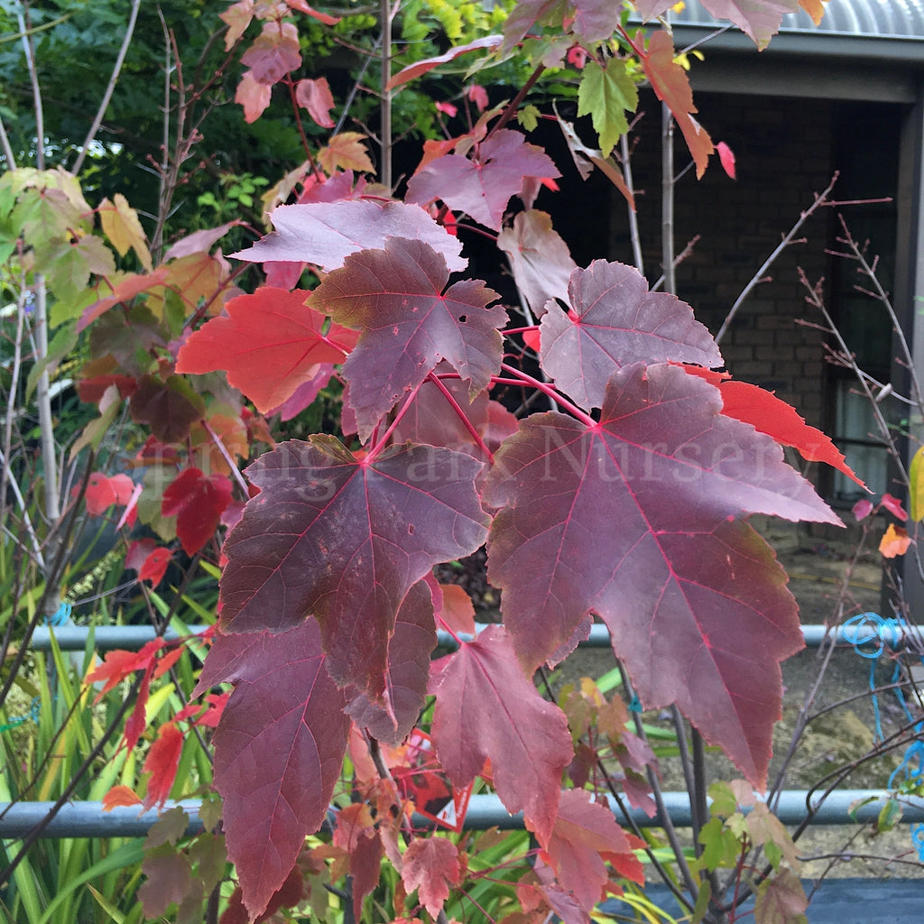 Acer rubrum October Glory® [Sz:Bare Rooted]