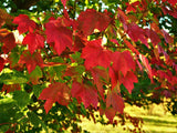 Acer rubrum October Glory® [Sz:Bare Rooted]