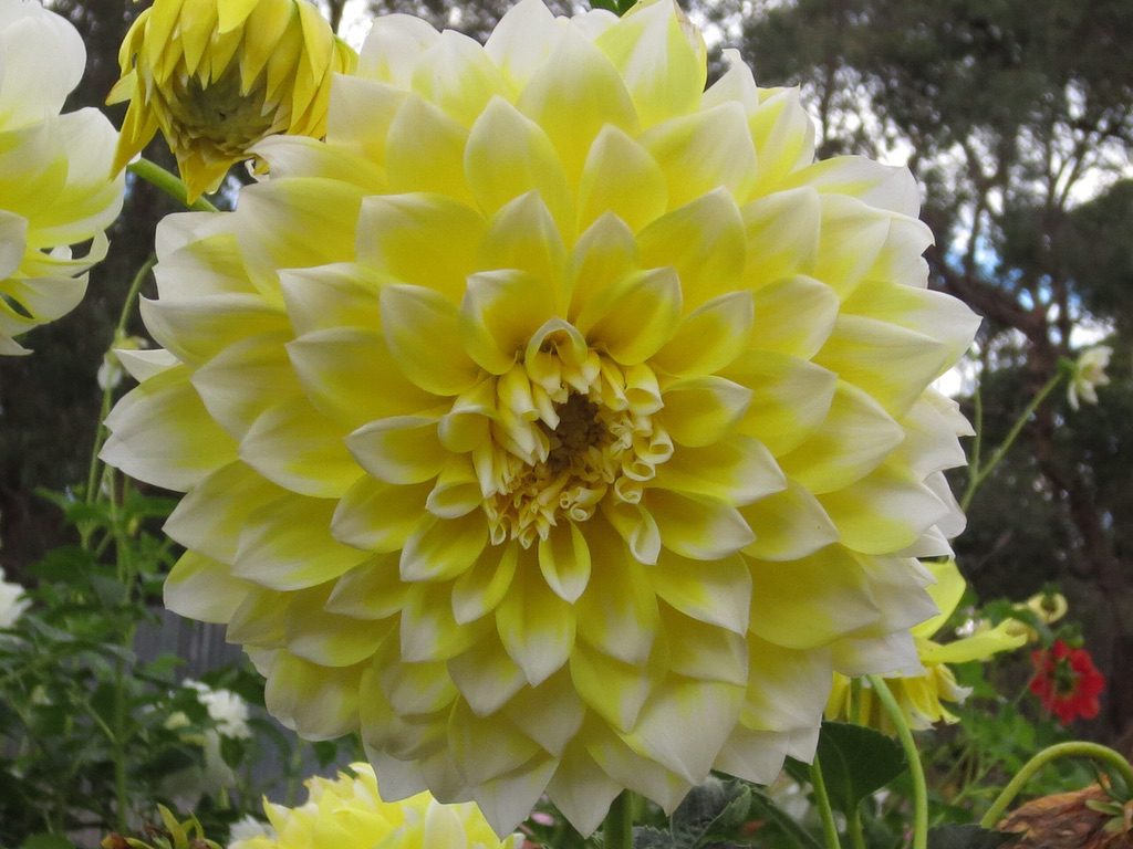 Dahlia 'Lemon Snow' [Sz:Bare Rooted]