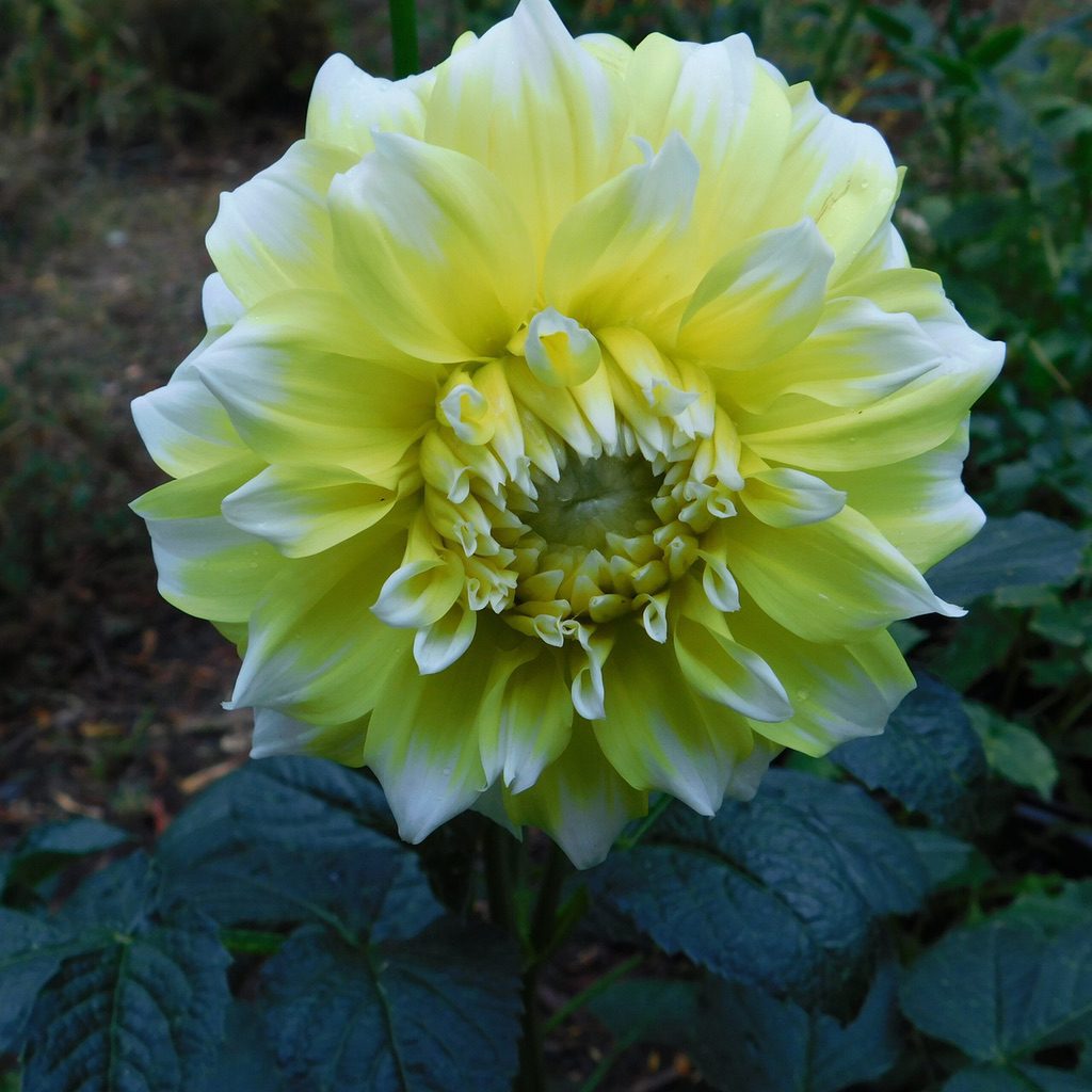 Dahlia 'Lemon Snow' [Sz:Bare Rooted]