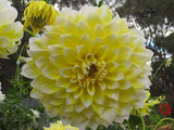 Dahlia 'Lemon Snow' [Sz:Bare Rooted]