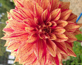 Dahlia 'Tiger Bey' [Sz:Bare Rooted]