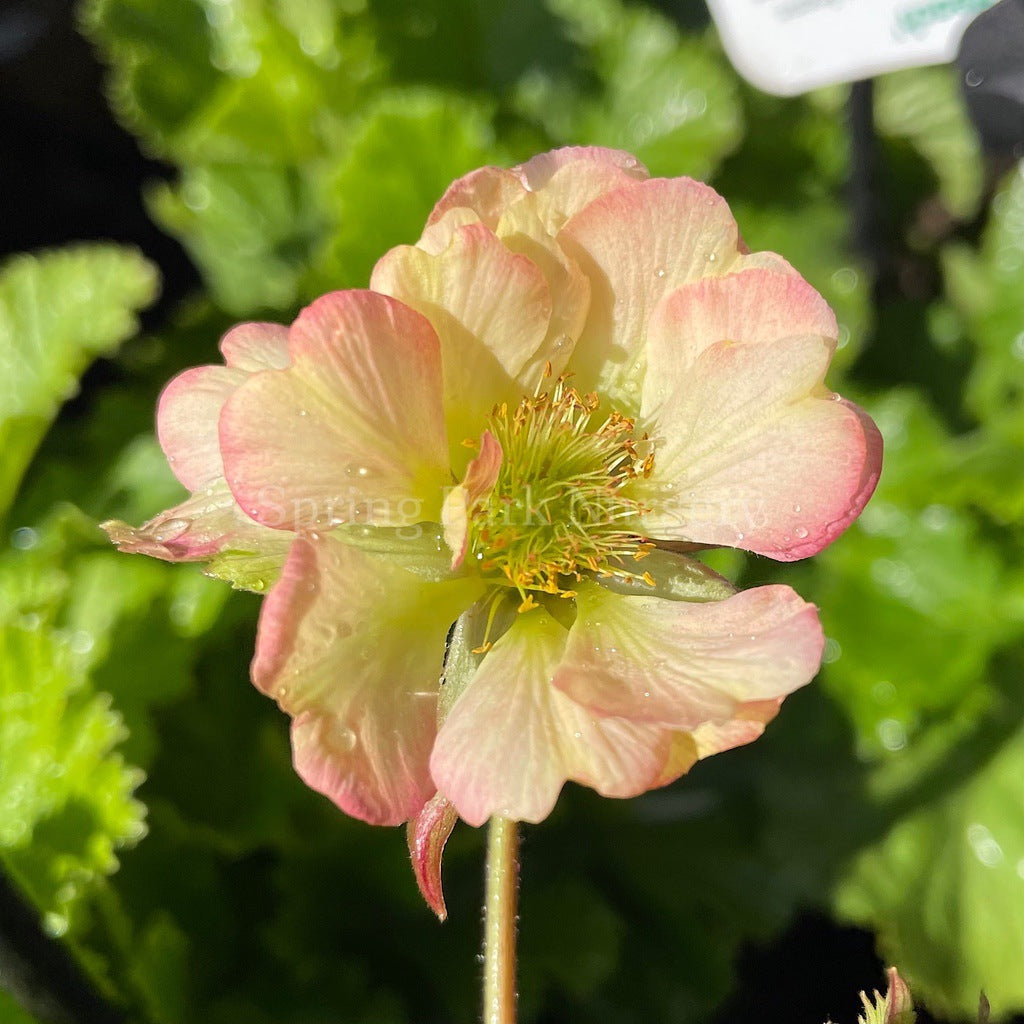 Geum 'Pretticoats Peach' [Sz:100 mm]