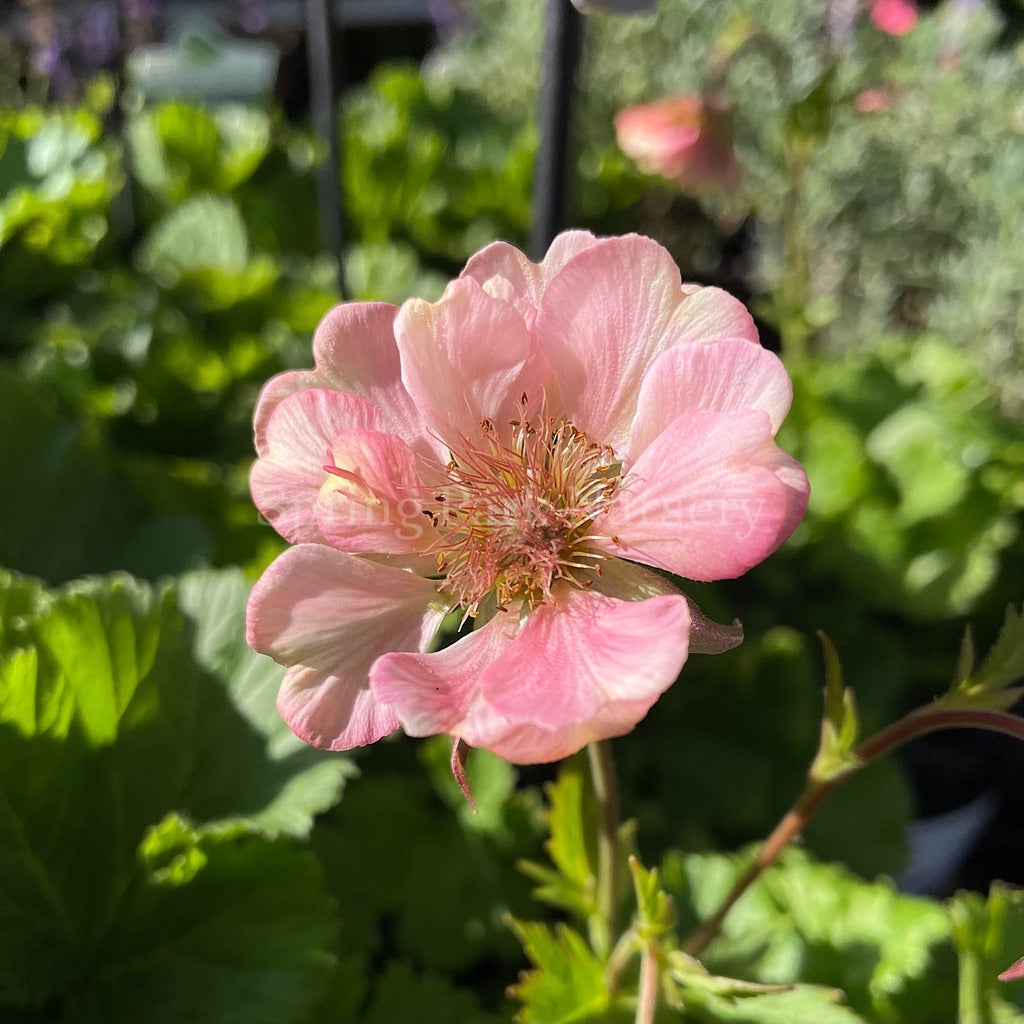 Geum 'Pretticoats Peach' [Sz:100 mm]