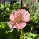 Geum 'Pretticoats Peach' [Sz:100 mm]