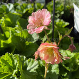 Geum 'Pretticoats Peach' [Sz:100 mm]