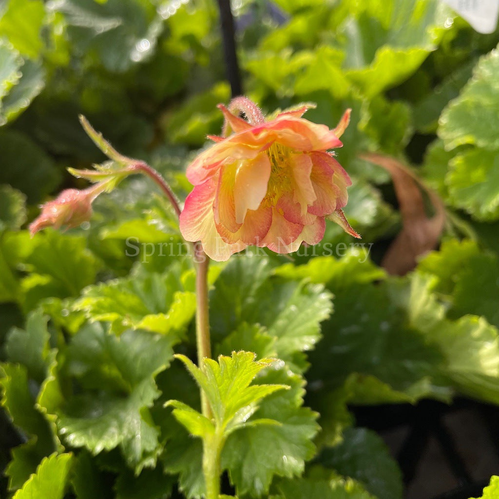 Geum 'Pretticoats Peach' [Sz:100 mm]