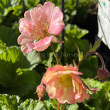 Geum 'Pretticoats Peach' [Sz:100 mm]