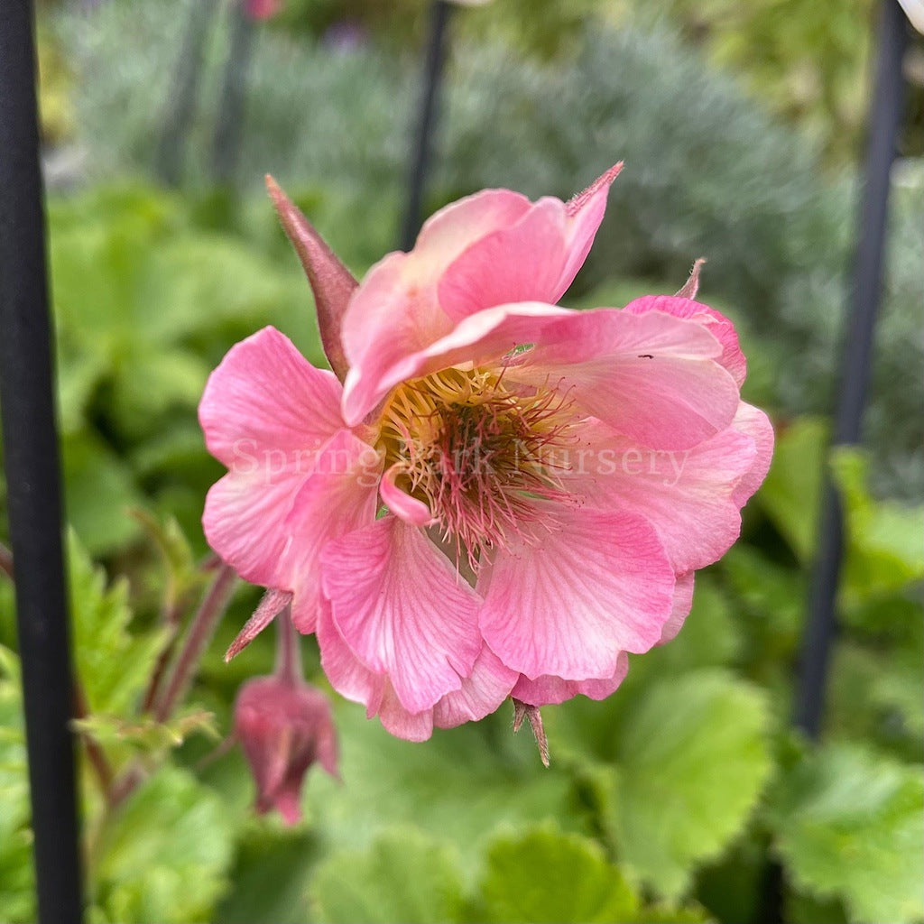 Geum 'Pretticoats Peach' [Sz:100 mm]