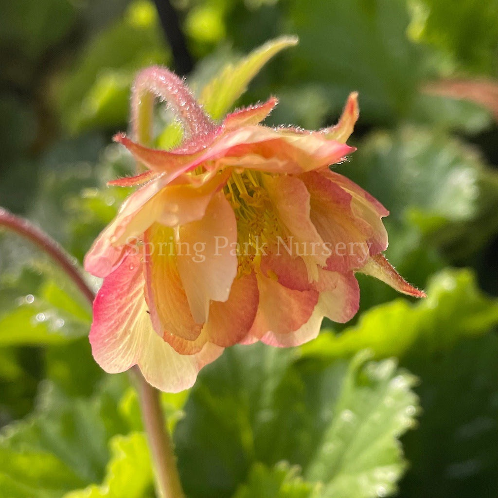 Geum 'Pretticoats Peach' [Sz:100 mm]