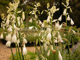 Galtonia candicans [Sz:100 mm]