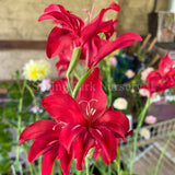 Gladiolus 'Robinetta' [Sz:100 mm]