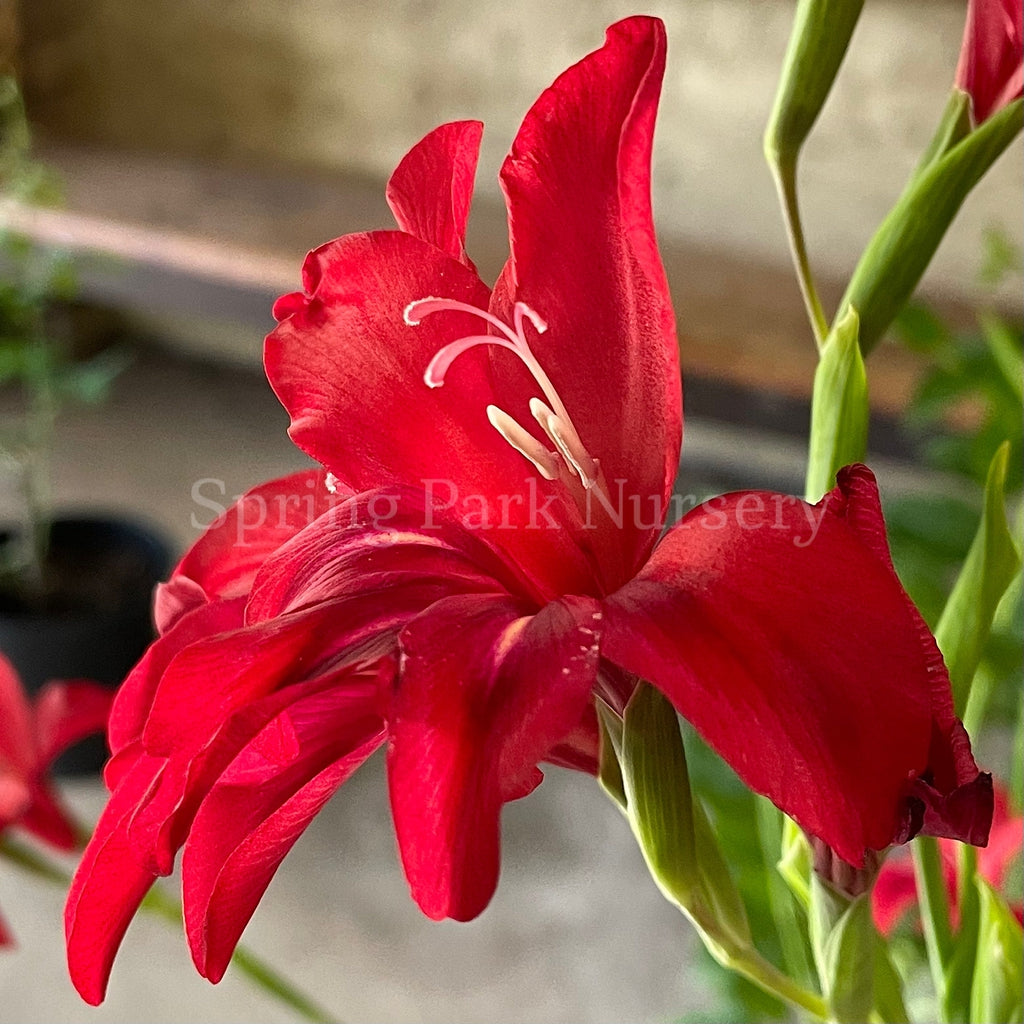 Gladiolus 'Robinetta' [Sz:100 mm]