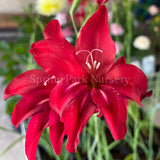 Gladiolus 'Robinetta' [Sz:100 mm]