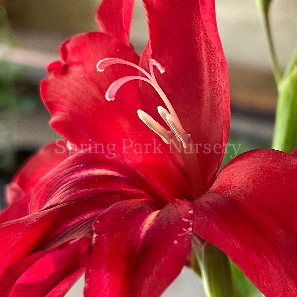 Gladiolus 'Robinetta' [Sz:100 mm]