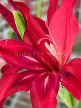 Gladiolus 'Robinetta' [Sz:100 mm]