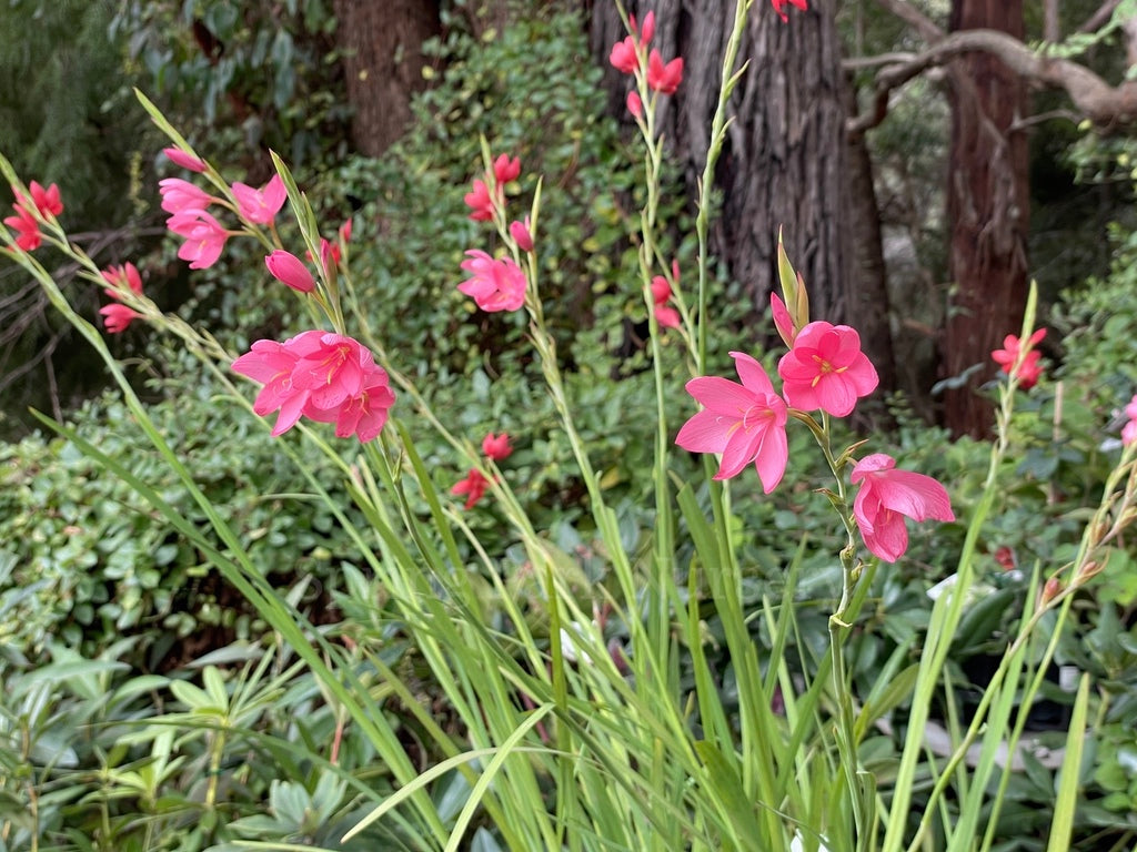 Hesperantha coccinea 'Jennifer' [Sz:100 mm]