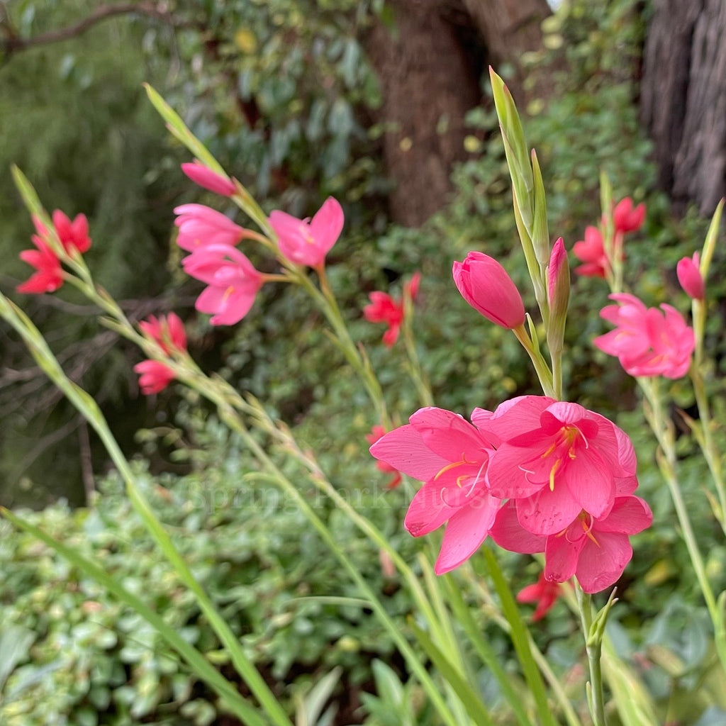 Hesperantha coccinea 'Jennifer' [Sz:100 mm]