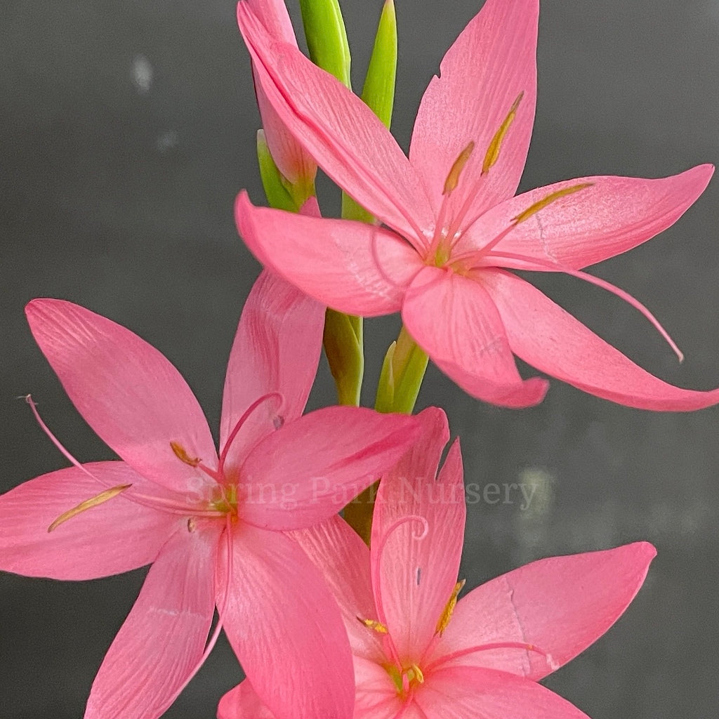 Hesperantha coccinea 'Jennifer' [Sz:100 mm]