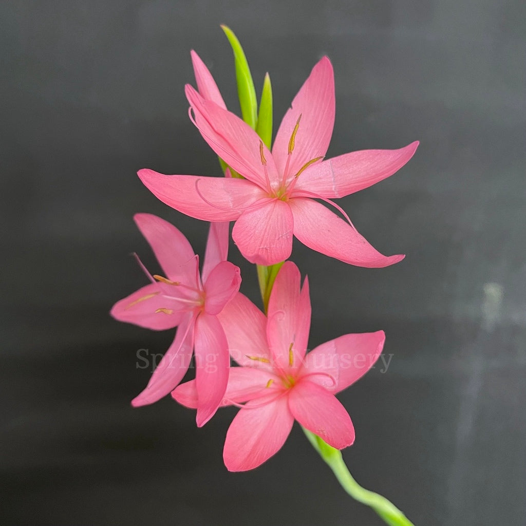 Hesperantha coccinea 'Jennifer' [Sz:100 mm]