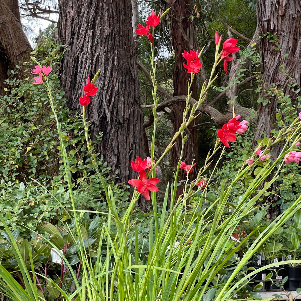 Hesperantha coccinea [Sz:100 mm]