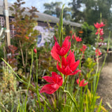 Hesperantha coccinea [Sz:100 mm]