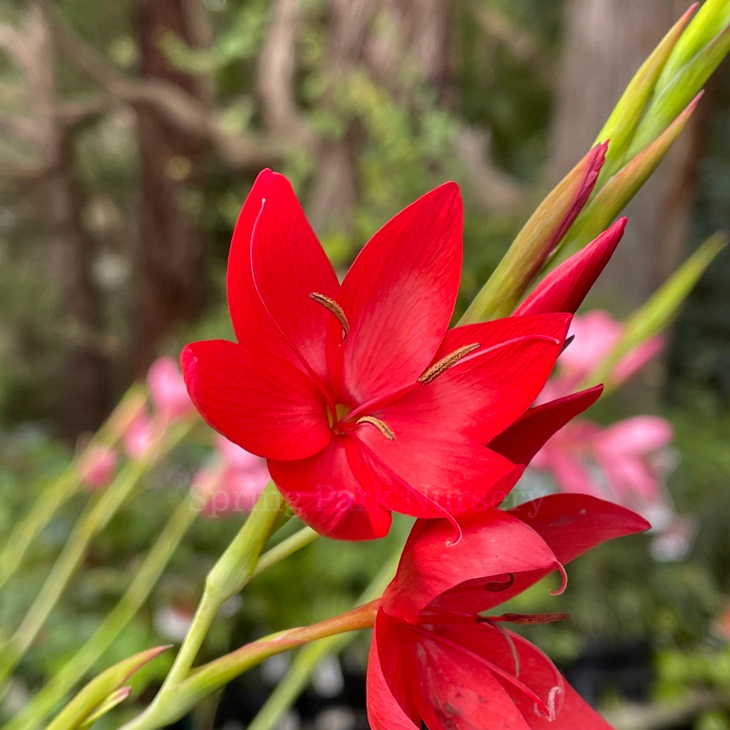 Hesperantha coccinea [Sz:100 mm]