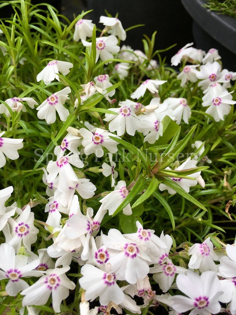 Phlox subulata 'Amazing Grace' [Sz:100 mm]