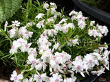 Phlox subulata 'Amazing Grace' [Sz:100 mm]