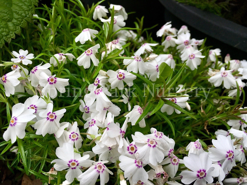 Phlox subulata 'Amazing Grace' [Sz:100 mm]