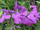 Phlox subulata 'Amethyst' [Sz:100 mm]