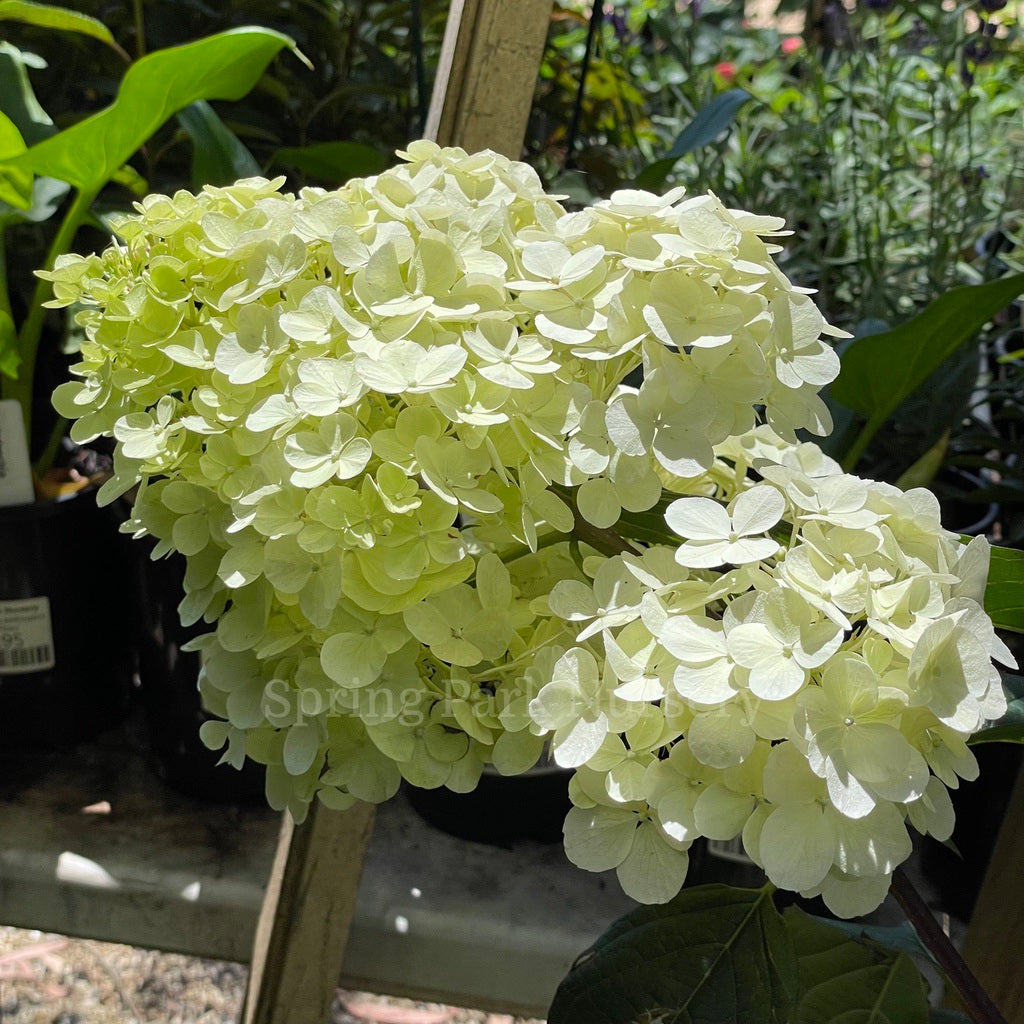 Hydrangea paniculata Sundae Fraise [Sz:200 mm]