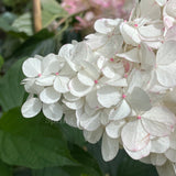 Hydrangea paniculata Sundae Fraise [Sz:200 mm]