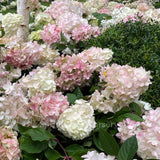 Hydrangea paniculata Sundae Fraise [Sz:200 mm]