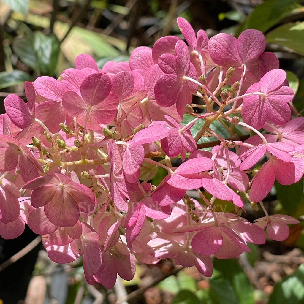 Hydrangea paniculata Sundae Fraise [Sz:200 mm]