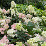 Hydrangea paniculata Sundae Fraise [Sz:200 mm]