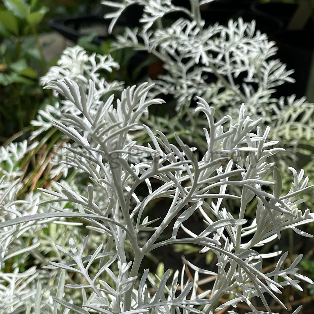 Senecio viravira [Sz:100 mm]