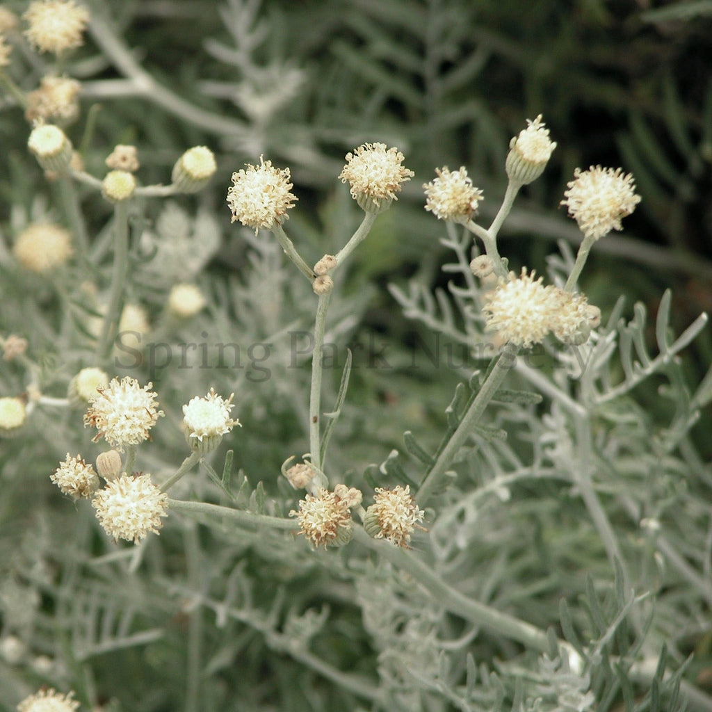 Senecio viravira [Sz:100 mm]