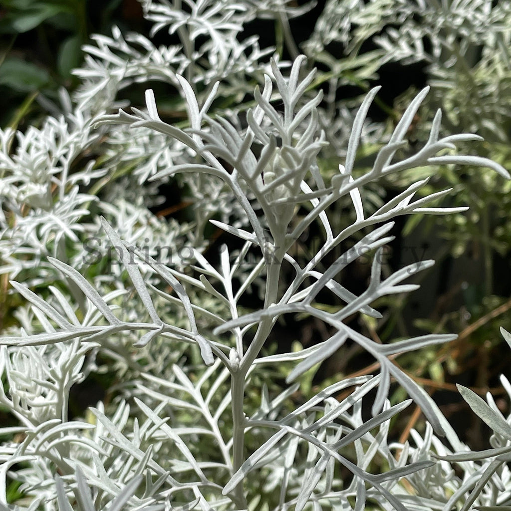 Senecio viravira [Sz:100 mm]