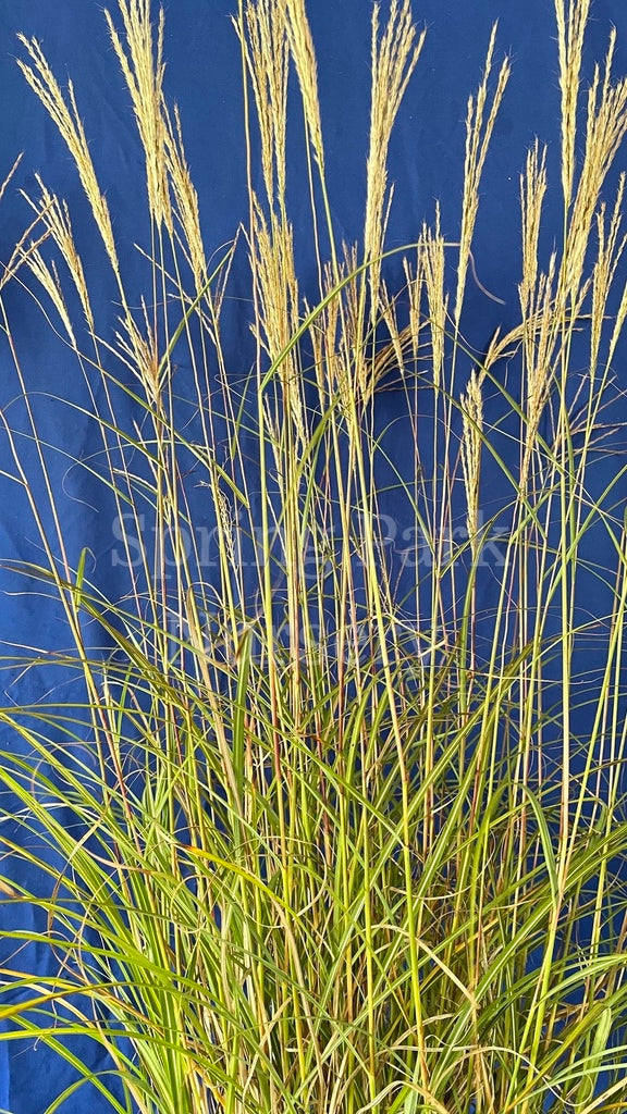 Miscanthus sinensis 'Adagio' [Sz:100 mm]