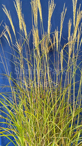 Miscanthus sinensis 'Adagio' [Sz:100 mm]