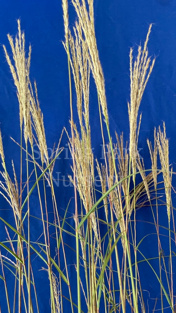 Miscanthus sinensis 'Adagio' [Sz:100 mm]