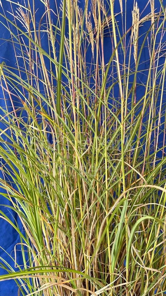 Miscanthus sinensis 'Adagio' [Sz:100 mm]
