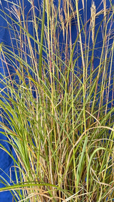 Miscanthus sinensis 'Adagio' [Sz:100 mm]