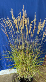 Miscanthus sinensis 'Adagio' [Sz:100 mm]