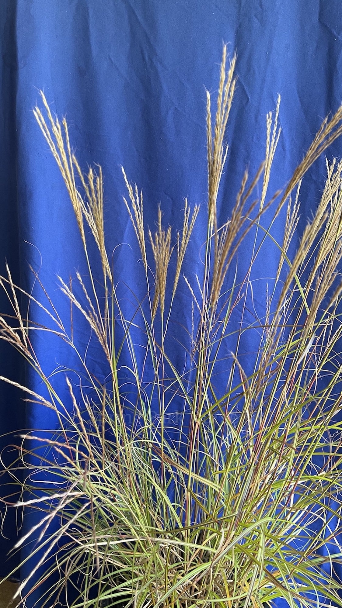 Miscanthus sinensis 'Kleine Fontaine' [Sz:100 mm]