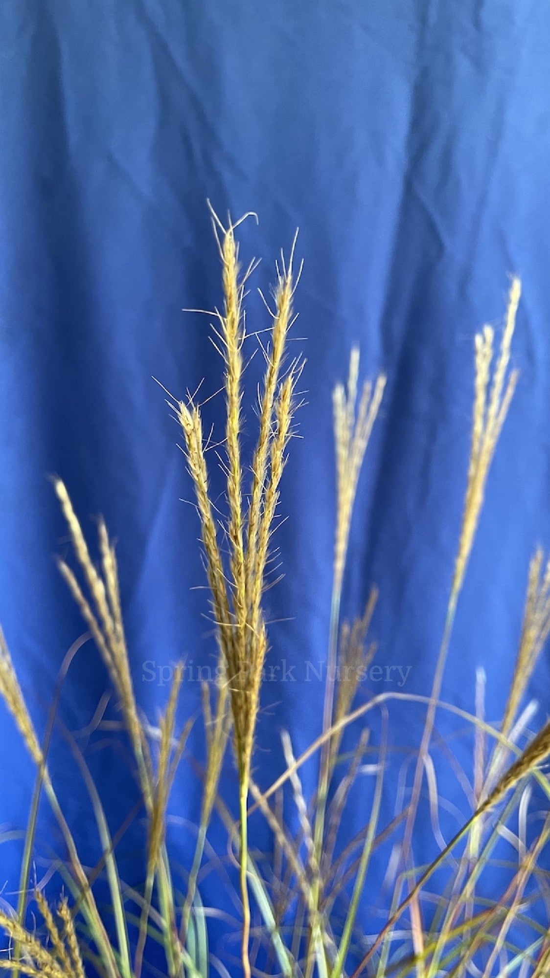Miscanthus sinensis 'Kleine Fontaine' [Sz:100 mm]