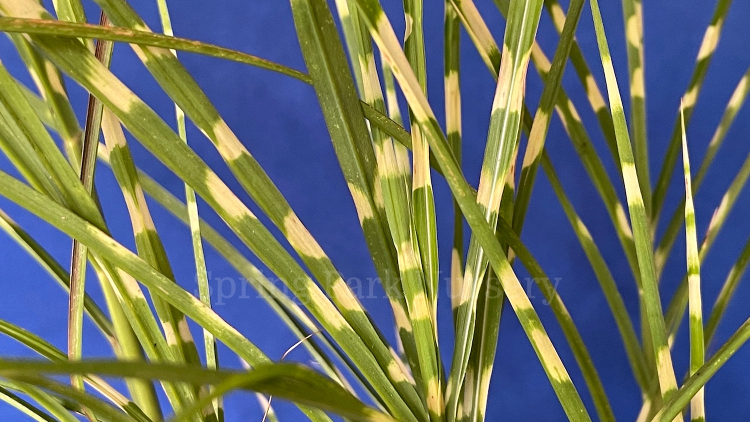 Miscanthus sinensis 'Gold Bar' [Sz:100 mm]